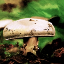 Aldo's Mushroom